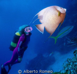 THE DIVERGIRL IS WATCHING A  WONDERFUL FRANCH ANGEL FISH ... by Alberto Romeo 